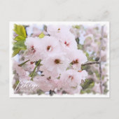 Cherry Blossom "Ichiyo" ポストカード (正面)
