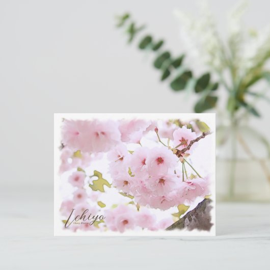 Cherry Blossom "Ichiyo" ポストカード (スタンド正面)