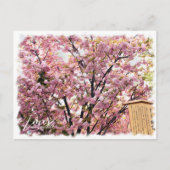 Cherry Blossom "Imose" ポストカード (正面)