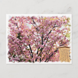 Cherry Blossom "Imose" ポストカード