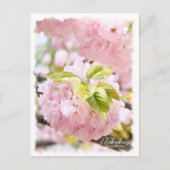 Cherry Blossom "Itokukuri" ポストカード (正面)