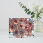 Cherry Blossom: Japan ポストカード (スタンド正面)