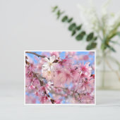 Cherry Blossom "Jugatsu-zakura" ポストカード (スタンド正面)