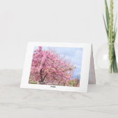Cherry blossom "Kawazu-Zakura" カード (裏面)