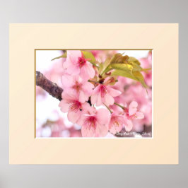 Cherry blossom "Kawazu-Zakura" ポスター