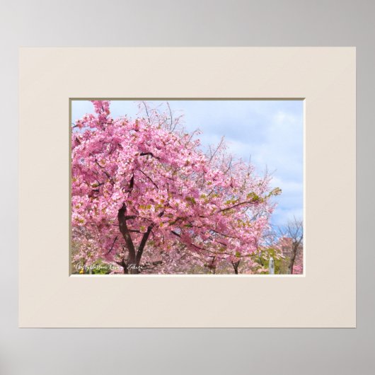Cherry blossom "Kawazu-Zakura" ポスター (正面)