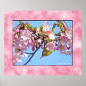 Cherry blossom "Kawazu-Zakura" ポスター (正面)