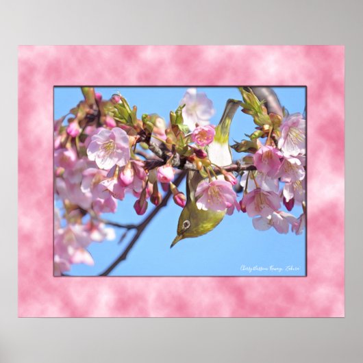 Cherry blossom "Kawazu-Zakura" ポスター (正面)