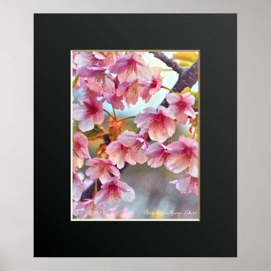Cherry blossom "Kawazu-Zakura" ポスター (正面)
