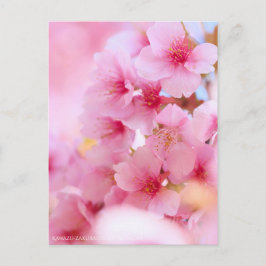 Cherry Blossom "Kawazu-zakura" ポストカード