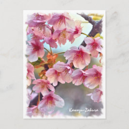 Cherry blossom: Kawazu-Zakura ポストカード