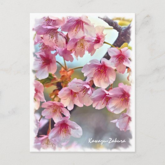 Cherry blossom: Kawazu-Zakura ポストカード (正面)