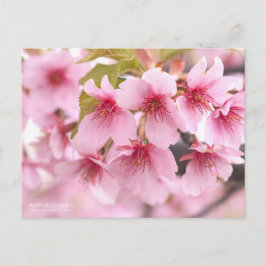 Cherry Blossom "Kawazu-zakura" ポストカード