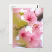 Cherry Blossom "Kawazu-zakura" ポストカード (正面/裏面)