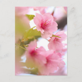 Cherry Blossom "Kawazu-zakura" ポストカード