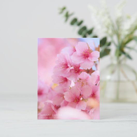 Cherry Blossom "Kawazu-zakura" ポストカード (スタンド正面)