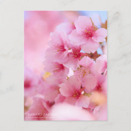 Cherry Blossom "Kawazu-zakura" ポストカード