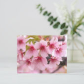 Cherry Blossom "Kawazu-zakura" ポストカード (スタンド正面)