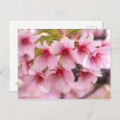 Cherry Blossom "Kawazu-zakura" ポストカード (正面/裏面)