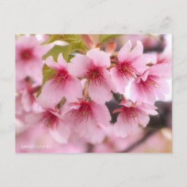 Cherry Blossom "Kawazu-zakura" ポストカード