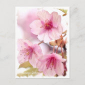 Cherry blossom: Kawazu-Zakura ポストカード (正面)