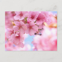 Cherry Blossom "Kawazu-zakura" ポストカード