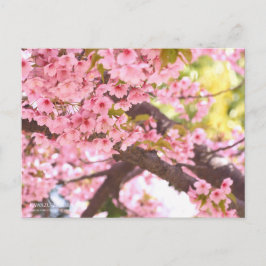 Cherry Blossom "Kawazu-zakura" ポストカード