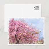 Cherry blossom: Kawazu-Zakura ポストカード (正面/裏面)