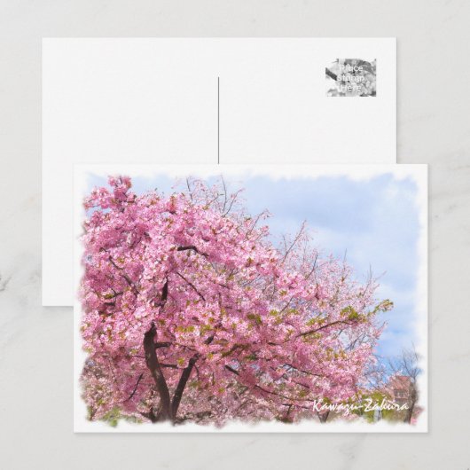 Cherry blossom: Kawazu-Zakura ポストカード (正面/裏面)