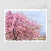 Cherry blossom: Kawazu-Zakura ポストカード (正面)