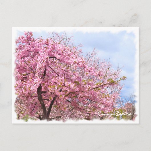 Cherry blossom: Kawazu-Zakura ポストカード (正面)