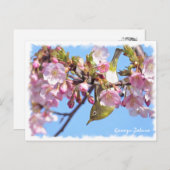 Cherry blossom: Kawazu-Zakura ポストカード (正面/裏面)