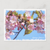 Cherry blossom: Kawazu-Zakura ポストカード (正面)