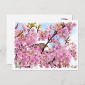 Cherry blossom: Kawazu-Zakura ポストカード (正面/裏面)