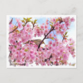 Cherry blossom: Kawazu-Zakura ポストカード (正面)