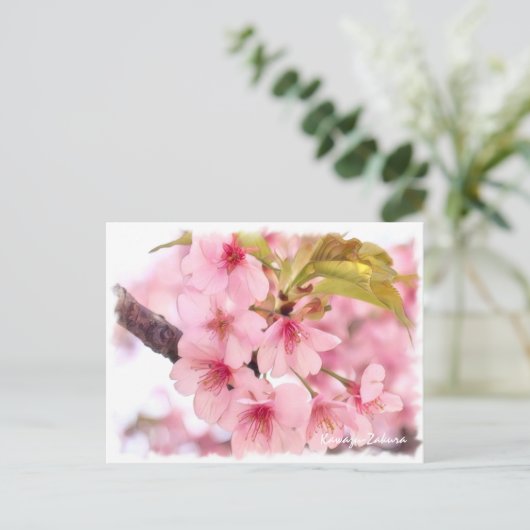 Cherry blossom: Kawazu-Zakura ポストカード (スタンド正面)