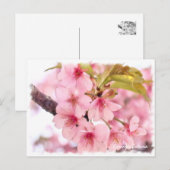 Cherry blossom: Kawazu-Zakura ポストカード (正面/裏面)