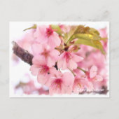 Cherry blossom: Kawazu-Zakura ポストカード (正面)