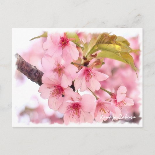 Cherry blossom: Kawazu-Zakura ポストカード (正面)
