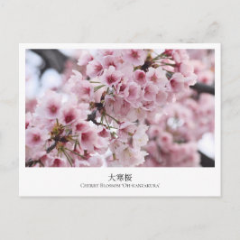 Cherry Blossom ‘Oh-kanzakura’ ポストカード