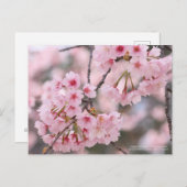 Cherry blossom "Oh-kanzakura" ポストカード (正面/裏面)