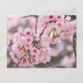 Cherry blossom "Oh-kanzakura" ポストカード