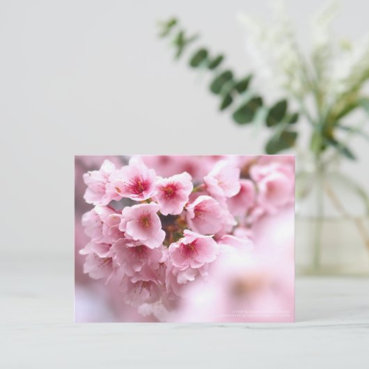 Cherry blossom "Oh-kanzakura" ポストカード (スタンド正面)