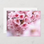 Cherry blossom "Oh-kanzakura" ポストカード (正面/裏面)