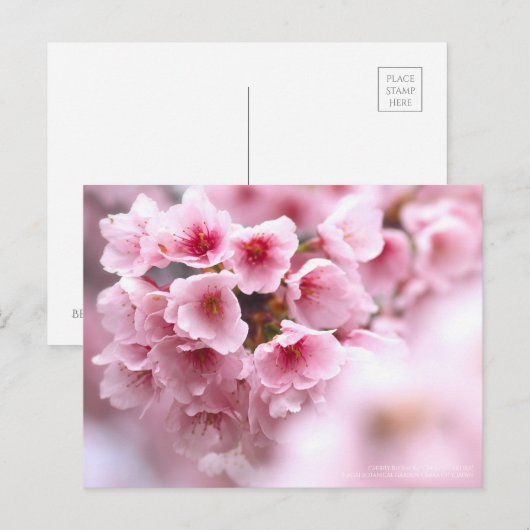 Cherry blossom "Oh-kanzakura" ポストカード (正面/裏面)