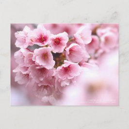 Cherry blossom "Oh-kanzakura" ポストカード