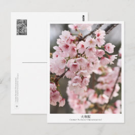 Cherry Blossom ‘Oh-kanzakura’ ポストカード