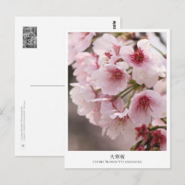 Cherry Blossom ‘Oh-kanzakura’ ポストカード