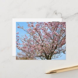 Cherry Blossom: Omoigawa ポストカード