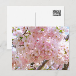 Cherry Blossom: Omoigawa ポストカード